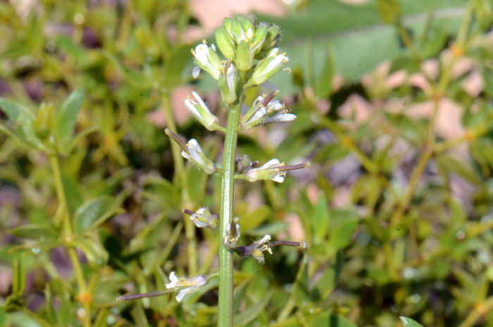 California Mustard flowers bloom from March to May or June. The fruits are technically a “silique” which may hang downward from the stem or erect or ascending. Note in the photo the silique fruits are beginning to mature. Caulanthus lasiophyllus